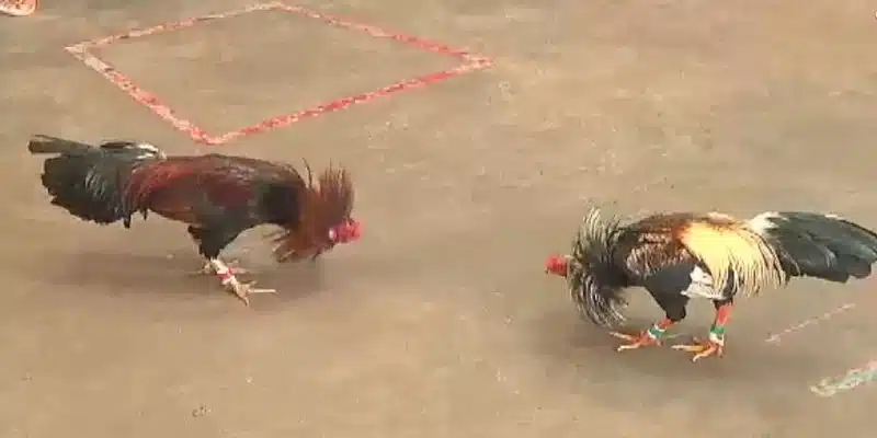 Luật chơi đá gà C1 cho anh em mới nhập môn