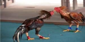 Đá gà cúp c1 - Thông tin về đá gà C1 trực tiếp cho cược thủ