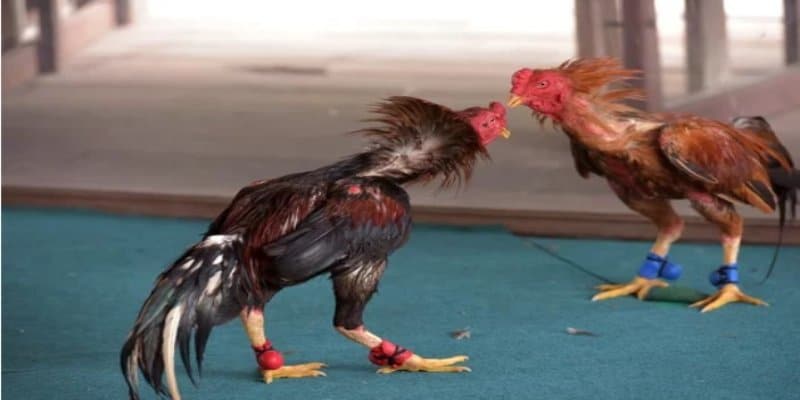 Đá gà cúp c1 - Thông tin về đá gà C1 trực tiếp cho cược thủ